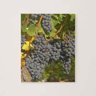 Ein Weinstock mit reifen Merlot-Trauben - Schloss