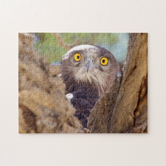 Ein Weißbrasse-Adler (Horizontal)