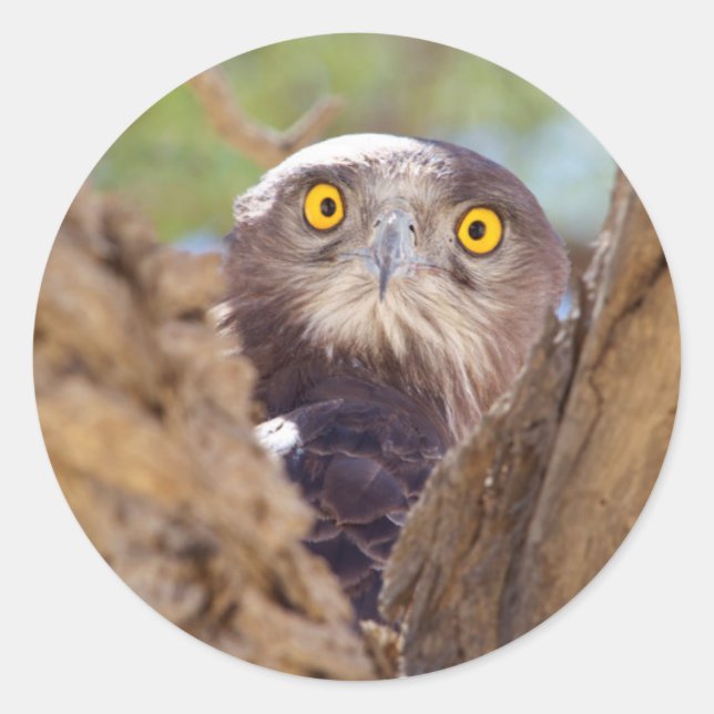 Ein Weißbrasse-Adler Runder Aufkleber (Vorderseite)