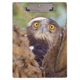 Ein Weißbrust-Schlangeneagle Klemmbrett