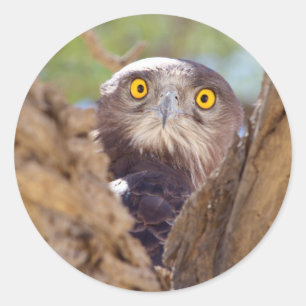 Ein Weißbrust-Schlangeneagle Runder Aufkleber