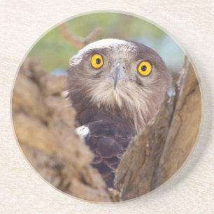 Ein Weißbrust-Schlangeneagle Sandstein Untersetzer