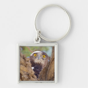 Ein Weißbrust-Schlangeneagle Schlüsselanhänger