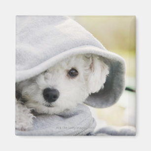 ein weißer Hund, der eine Haube des Shirts trägt Magnet