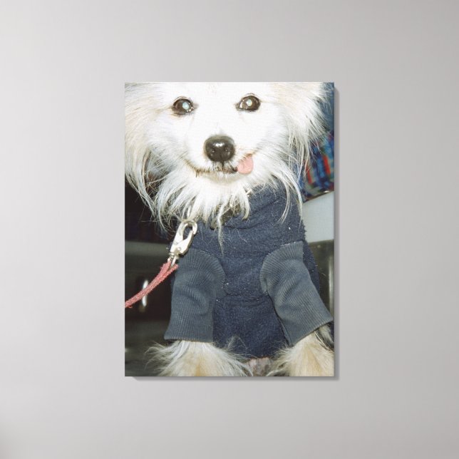Ein weißer Hund mit Kleidung. Leinwanddruck (Vorderseite)