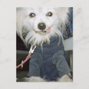 Ein weißer Hund mit Kleidung. Postkarte