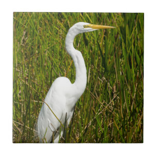 Ein weißer Reiher im Sumpf Fliese
