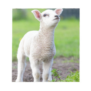 Ein weißes neugeborenes Lamm stehend im grünen Notizblock