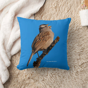 Ein weißgekrönter Sparrow singt zur Sonne Kissen