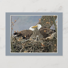 Ein Weißkopfseeadler-Familien-Porträt Postkarte