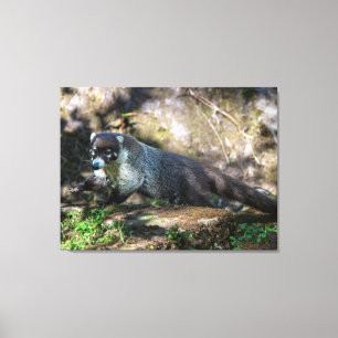 Ein Weißnasen-Coati im costa-ricanischen Regenwald Leinwanddruck