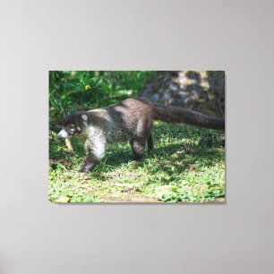 Ein Weißnasen-Coati in Costa Rica Leinwanddruck
