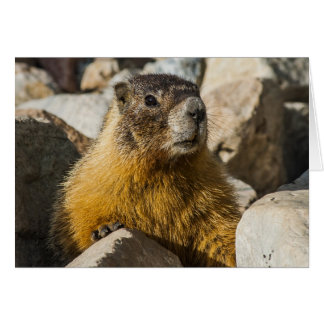Ein weiteres Marmot-Portrait