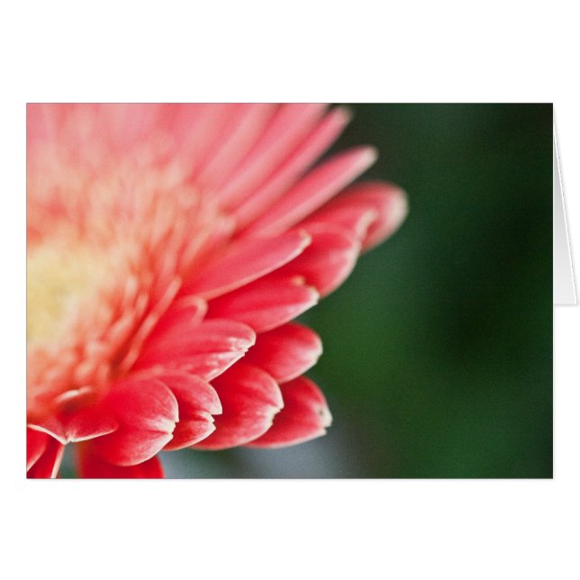 Ein wenig schüchternes (Vorderseite (Horizontal))