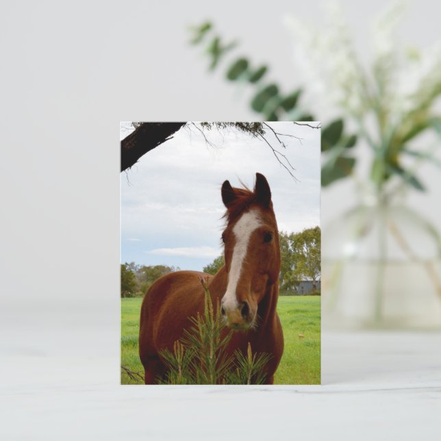 "Ein Whiff der Natur: Ein Kastanienpferd und Banks Postkarte (Stehend Vorderseite)