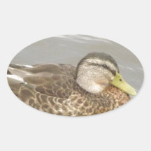 Ein Wild Duck Schwimmen