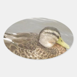 Ein Wild Duck Schwimmen Ovaler Aufkleber