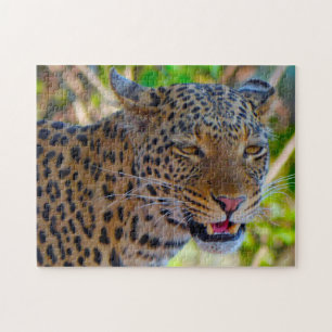 Ein wilder afrikanischer Leopard.