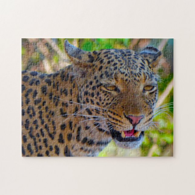 Ein wilder afrikanischer Leopard. (Horizontal)