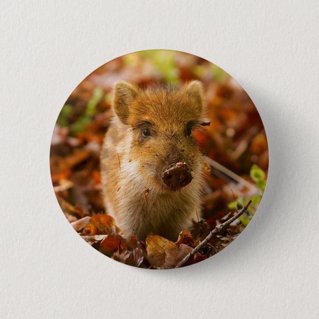 Ein wilder Eber-FerkelSus Scrofa im Herbst-Blätter Button (Vorderseite)