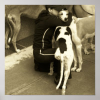 ein Windhund mit drei Beinen