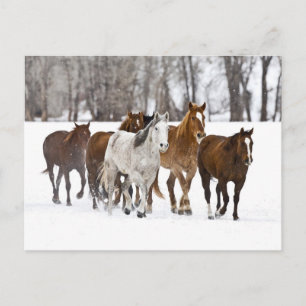 Ein Winter Landschaftlicher Laufpferde Postkarte