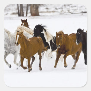 Ein winterlicher landschaftlicher Laufpferde Quadratischer Aufkleber