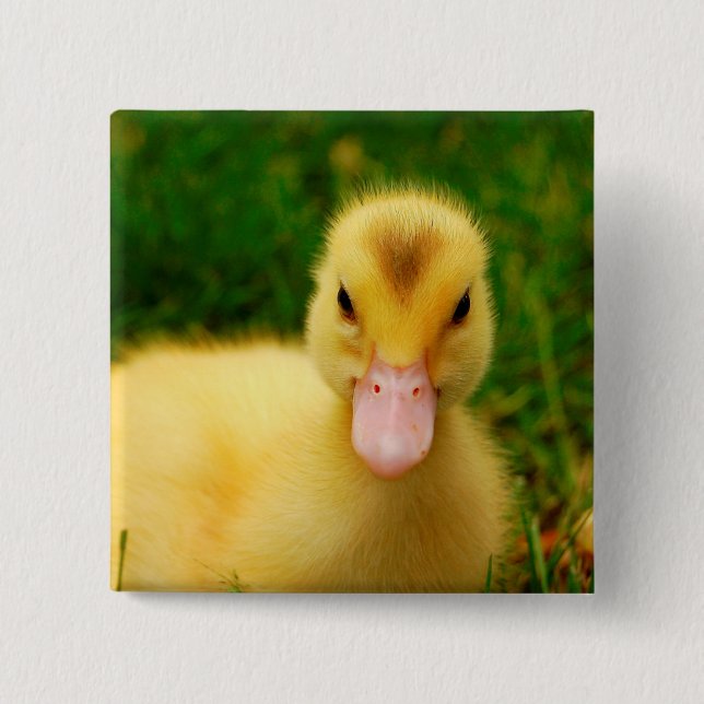 Ein winziges Duckling Button (Vorderseite)