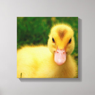 Ein winziges Duckling Leinwanddruck