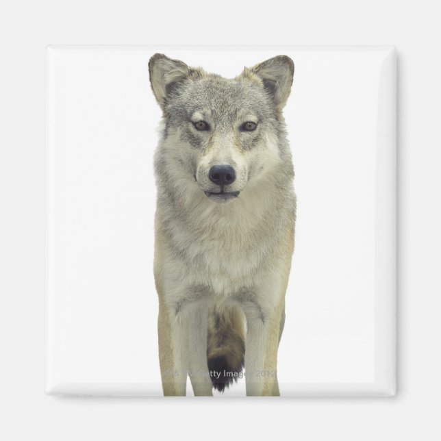 Ein Wolf Magnet (Vorne)