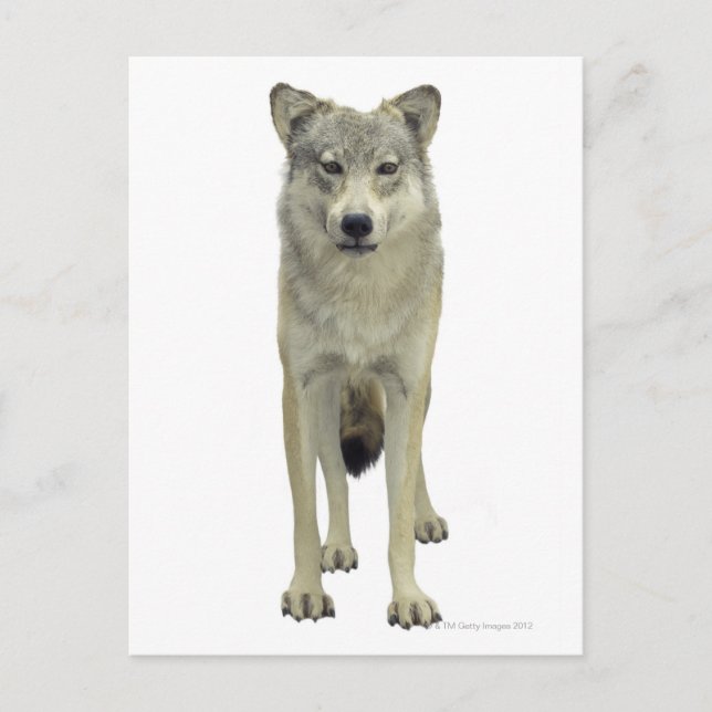 Ein Wolf Postkarte (Vorderseite)