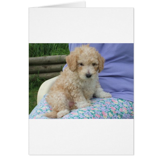 Ein wunderschöner Cavapoo Welpe, abgeschieden (Vorne)
