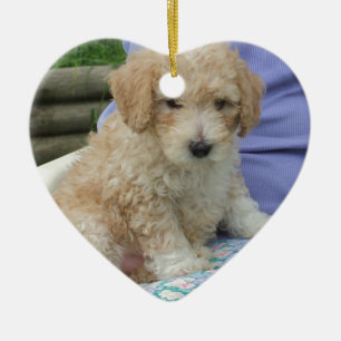 Ein wunderschöner Cavapoo Welpe, abgeschieden Keramik Ornament