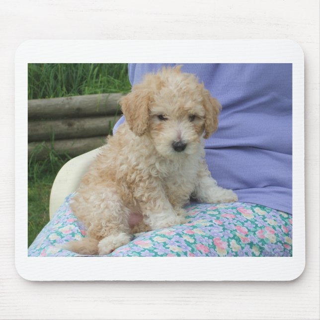 Ein wunderschöner Cavapoo Welpe, abgeschieden Mousepad (Vorne)