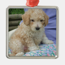 Ein wunderschöner Cavapoo Welpe, abgeschieden Silbernes Ornament