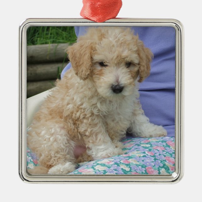 Ein wunderschöner Cavapoo Welpe, abgeschieden Silbernes Ornament (Vorne)