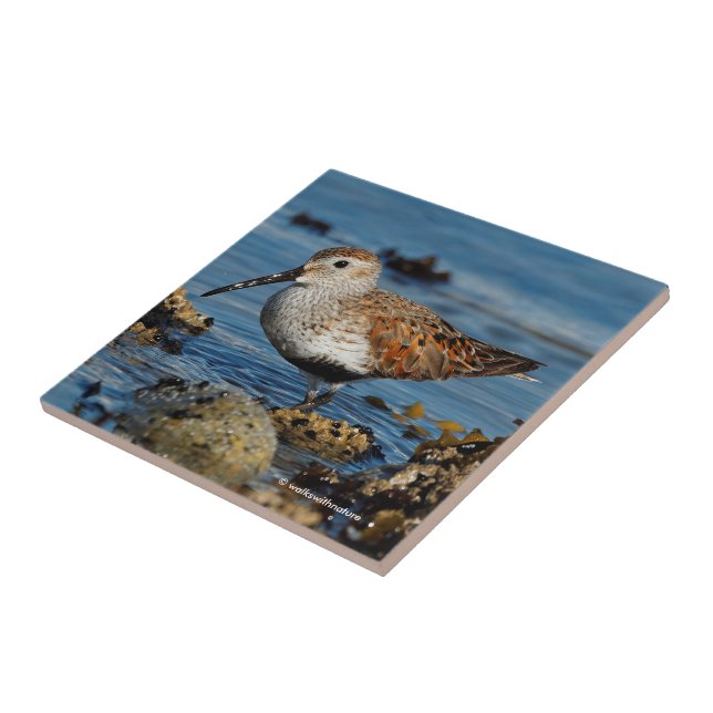 Ein wunderschöner Dunlin Goes Solo Fliese (Seite)