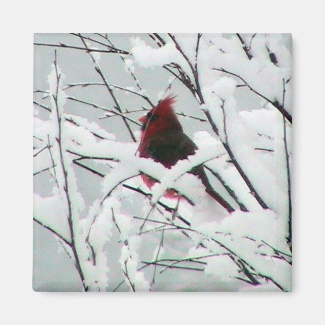 Ein wunderschöner, roter Kardinal in den Buschs, d Magnet (Vorne)