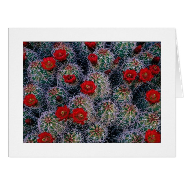 "Ein Wüstengarten für Rose" (Vorderseite (Horizontal))