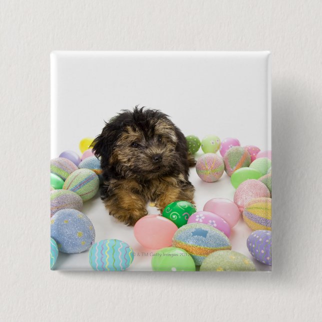 Ein Yorkie-poo Hündchen und Ostereier. Button (Vorderseite)