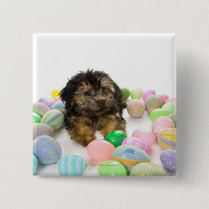 Ein Yorkie-poo Hündchen und Ostereier. Button