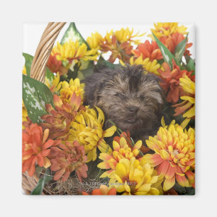 Ein Yorkie-Poo-Welpe in einem Korb aus künstlichen Magnet