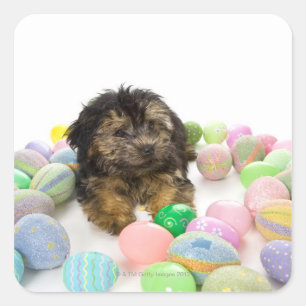 Ein Yorkie-poo Welpe und Ostereier Quadratischer Aufkleber