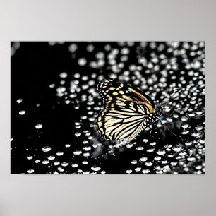 Ein zarter Schmetterling mit Taubtropfen Poster