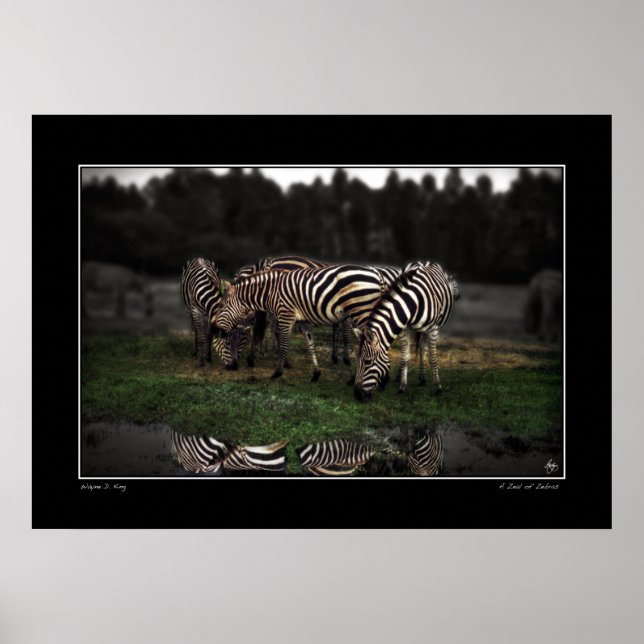 Ein Zeal von Zebras Poster (Vorne)