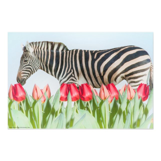 Ein Zebra unter den Tulpen Fotodruck (Vorne)