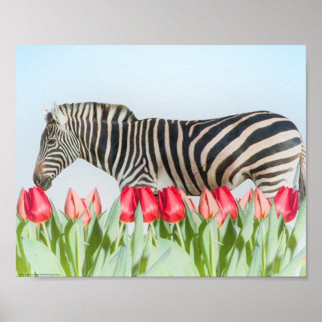 Ein Zebra unter den Tulpen Poster (Vorne)