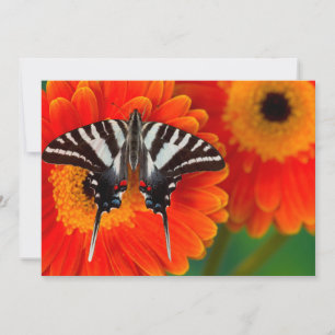Ein Zebraschwalbenschmetterling Dankeskarte