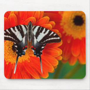 Ein Zebraschwalbenschmetterling Mousepad