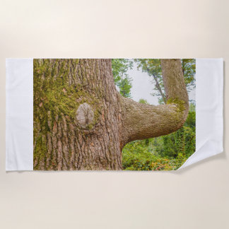 ein Zeder aus dem Himalaya auf Strandtücher. Strandtuch